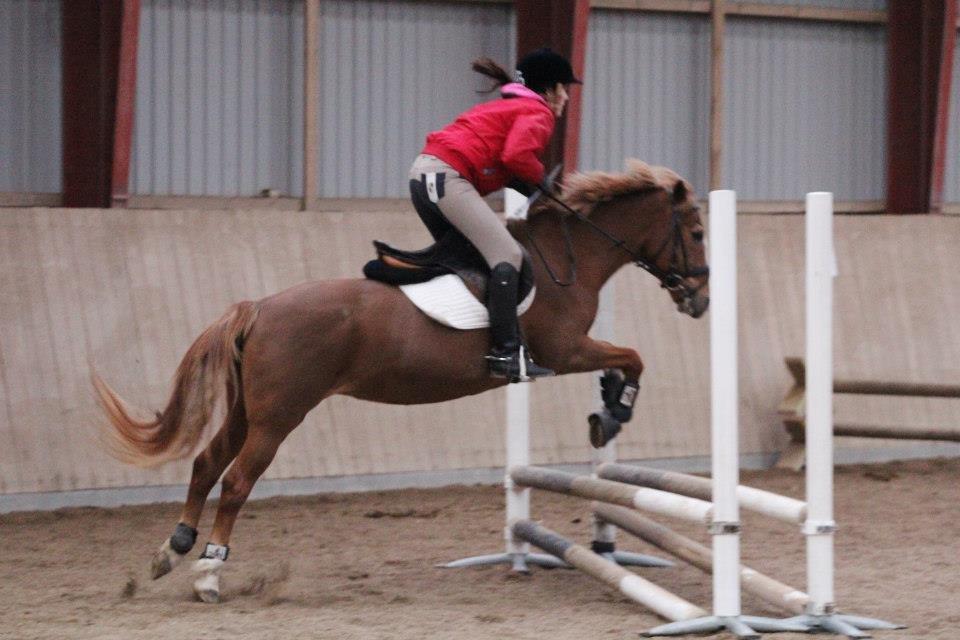 New Forest Folehaves Nathali * klubmester i spring 2013* -  2013 billede 16