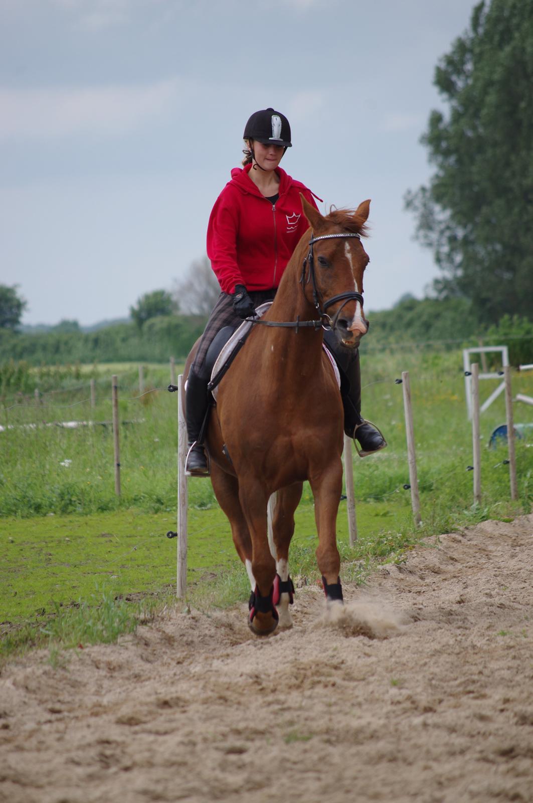 Anden særlig race Kosmo - versader billede 15