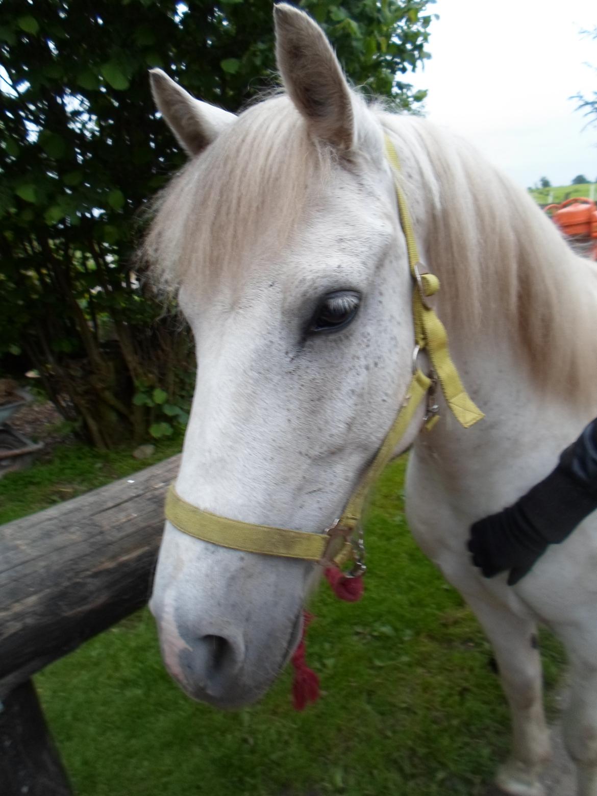 Anden særlig race Lucky - Total dejlig pony, - vi skal da vist have fundet en ny grime :-) billede 10