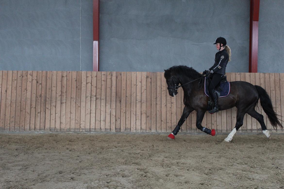 Welsh Cob (sec D) Fronerthig Delyn Du billede 4