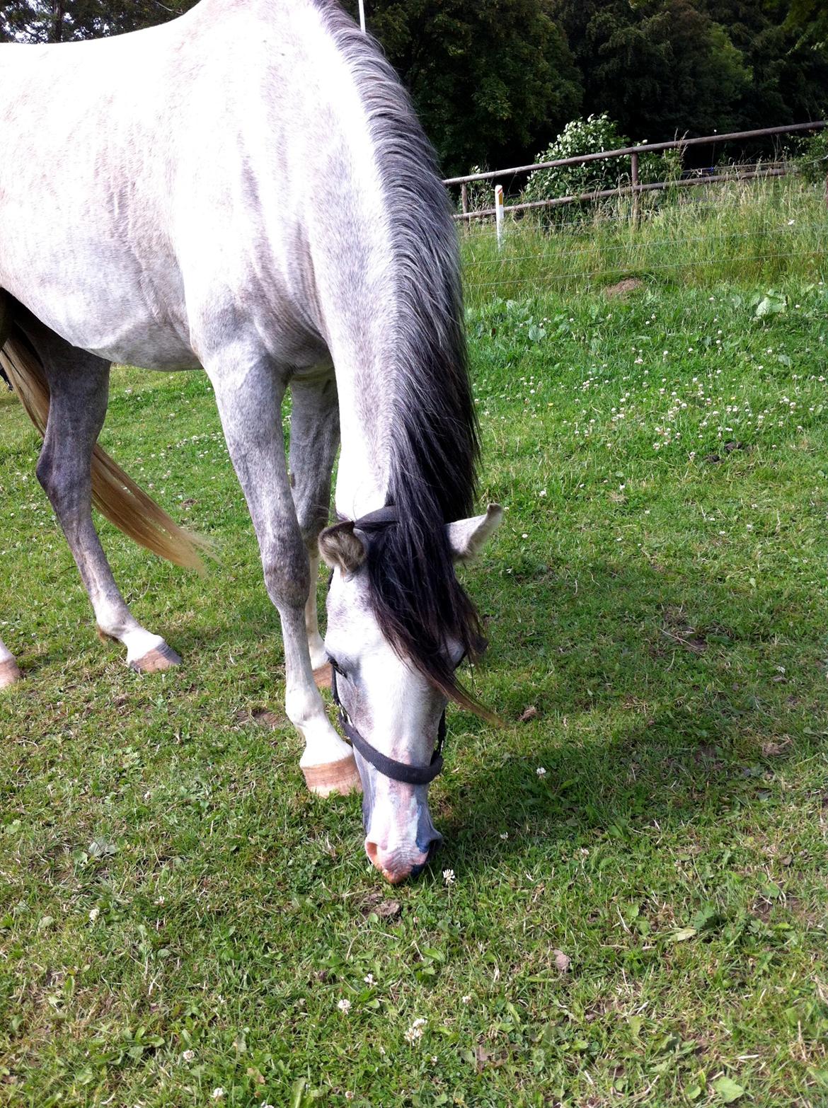 Anden særlig race Asgårds Frigg<3 - I wanna call the stars down from the sky. I wanna live a day that never dies. i wanna change the world - only for you. All the impossible i wanna  billede 13