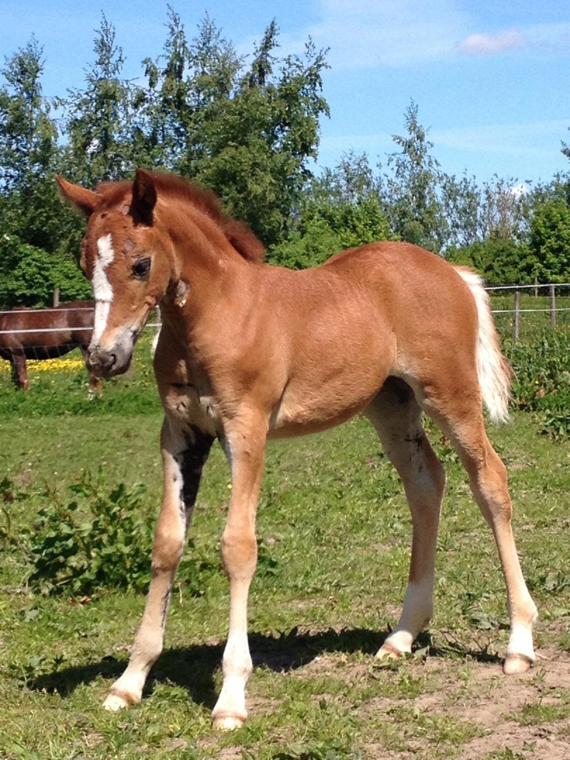 Welsh Pony af Cob-type (sec C) Filoes Faith billede 1