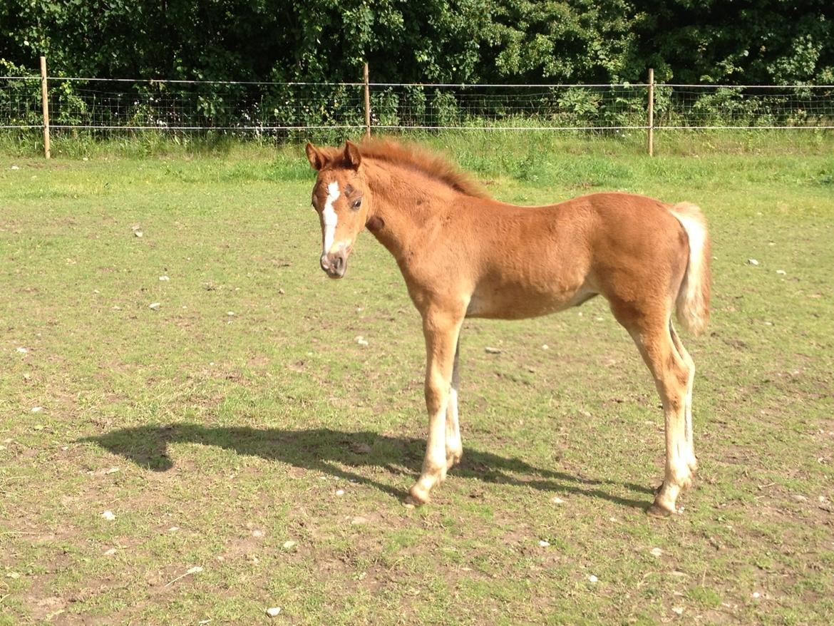 Welsh Pony af Cob-type (sec C) Filoes Faith billede 2