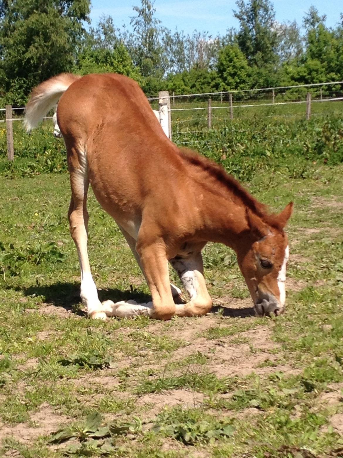 Welsh Pony af Cob-type (sec C) Filoes Faith billede 3