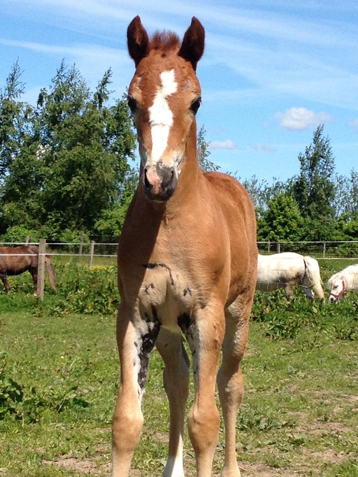 Welsh Pony af Cob-type (sec C) Filoes Faith billede 4