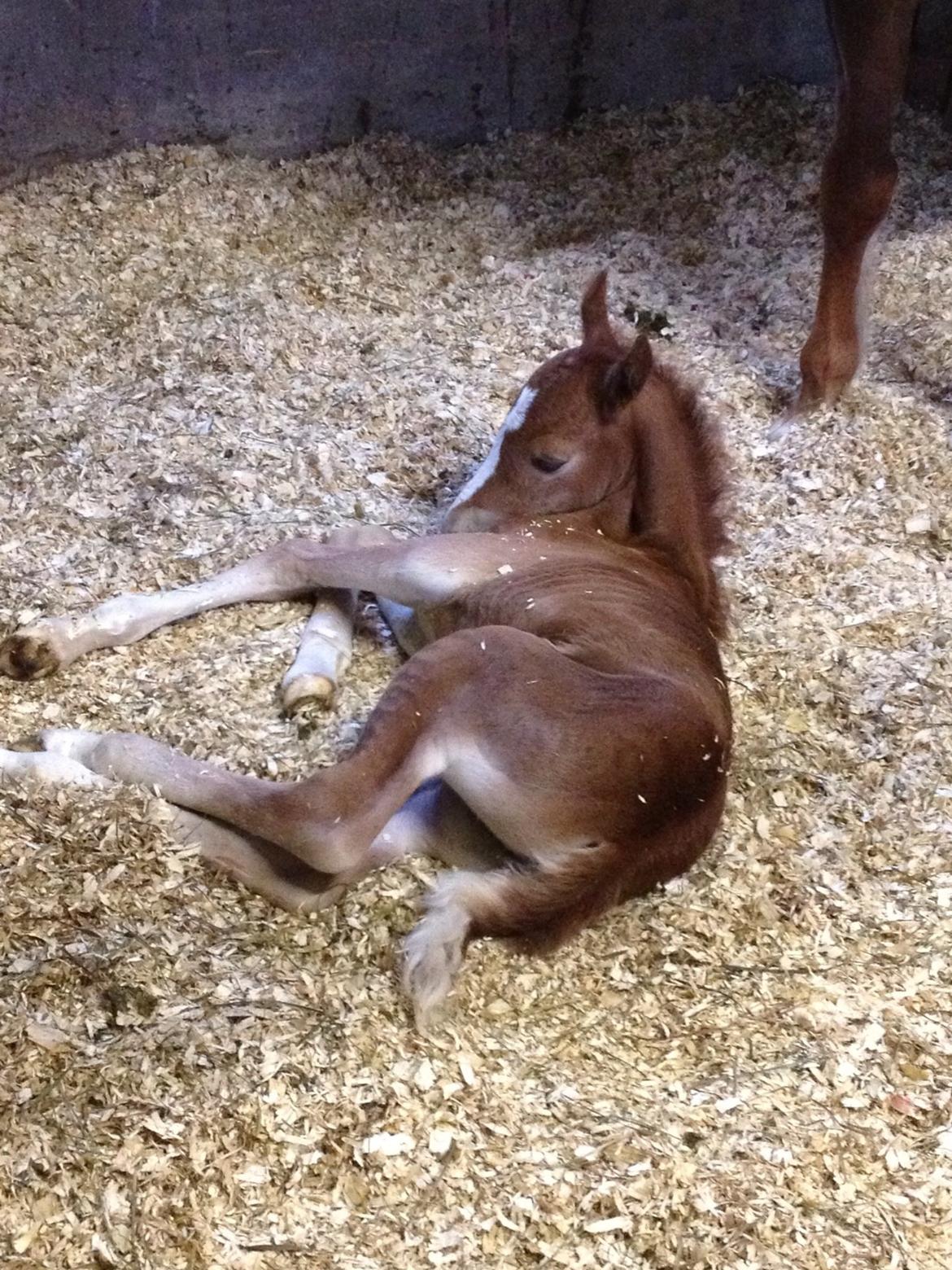 Welsh Pony af Cob-type (sec C) Filoes Faith billede 7