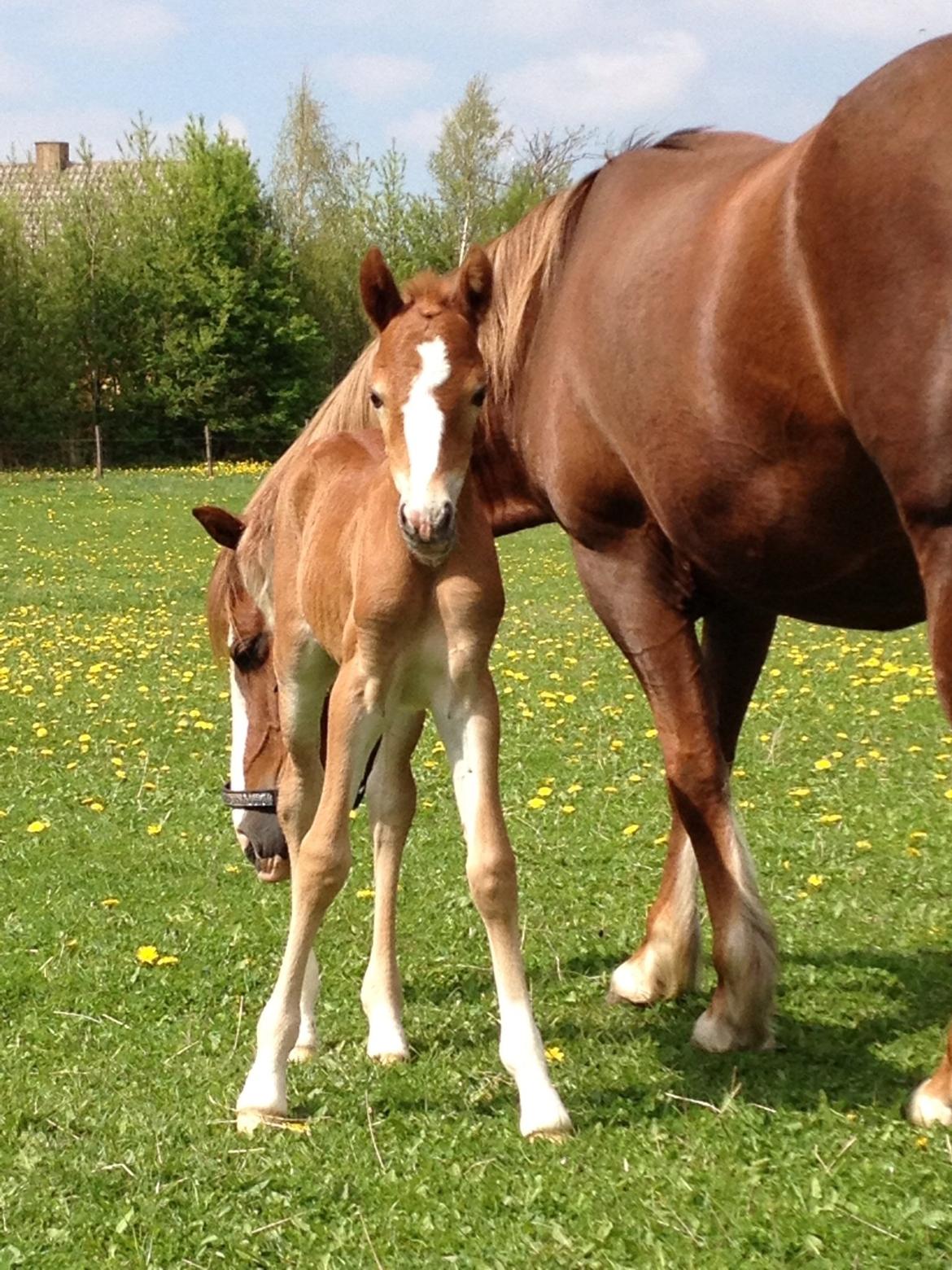 Welsh Pony af Cob-type (sec C) Filoes Faith billede 8