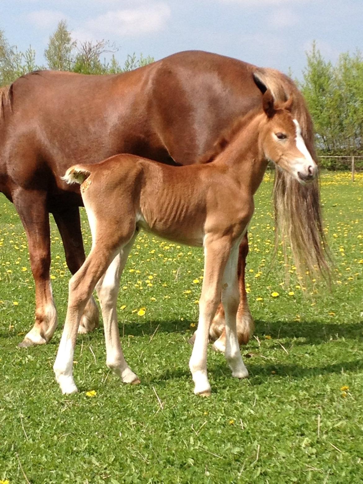 Welsh Pony af Cob-type (sec C) Filoes Faith billede 11