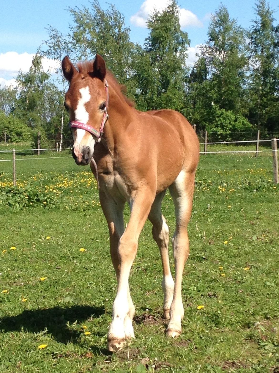 Welsh Pony af Cob-type (sec C) Filoes Faith billede 14