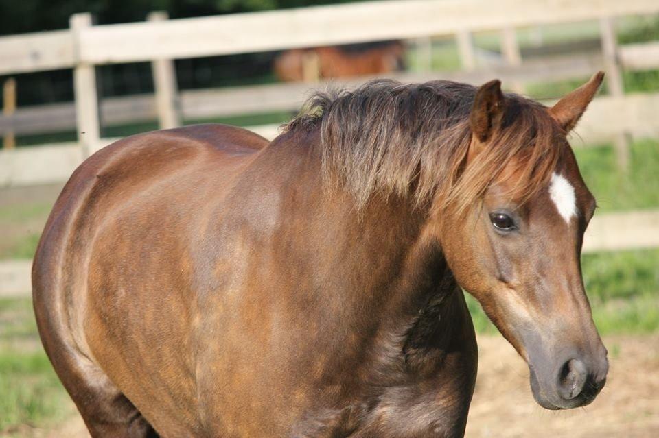 Welsh Pony (sec B) Sianwood Starburst billede 10