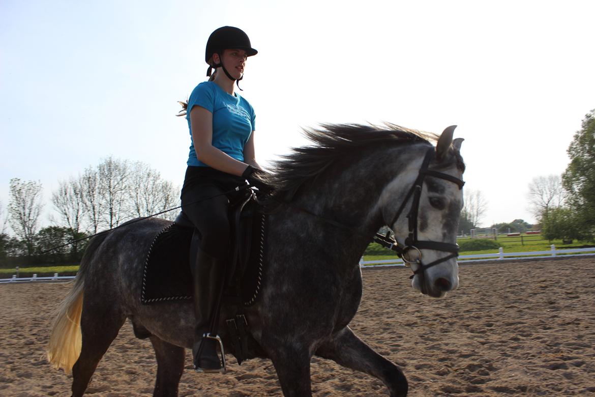 Anglo Araber (AA) Adonis - Undervisning hos Ida billede 16