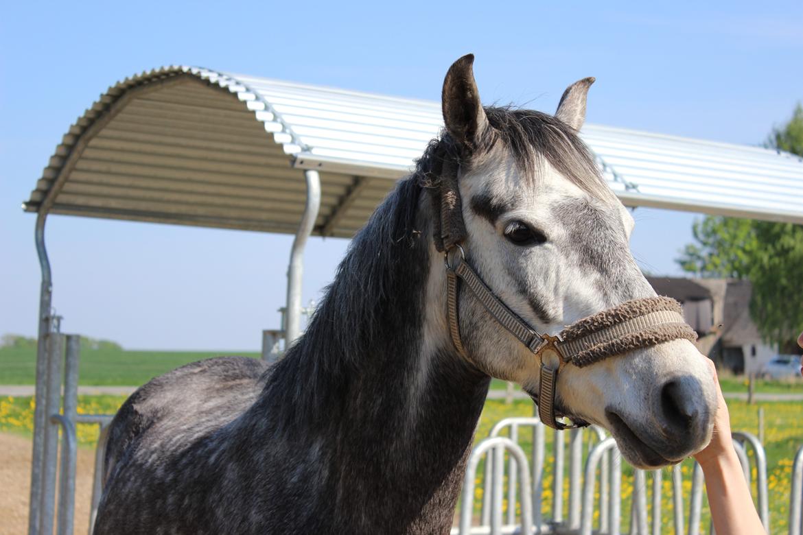 Anglo Araber (AA) Adonis billede 17