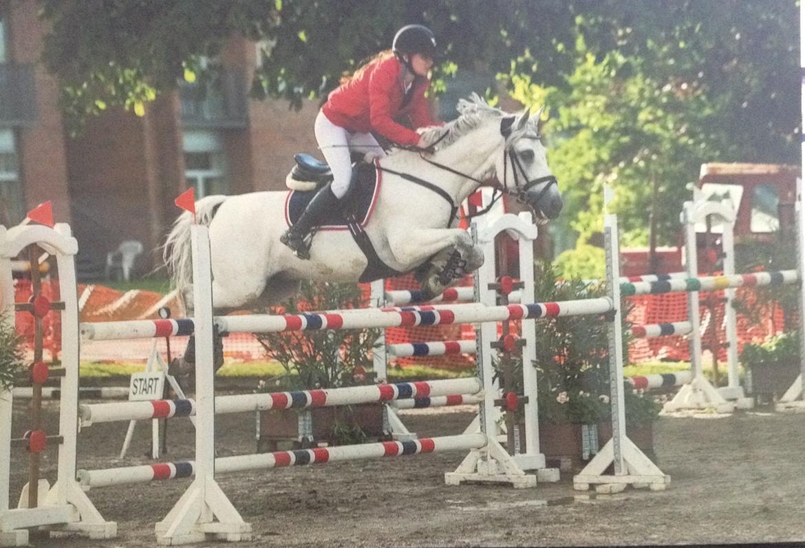 Hollandsk Sportspony Antonio A pony - MA næstved billede 5