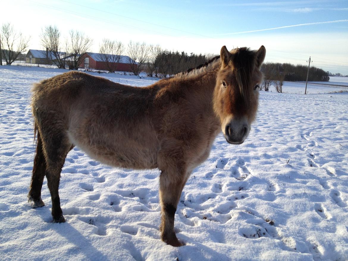 Anden særlig race Donna RIP billede 1