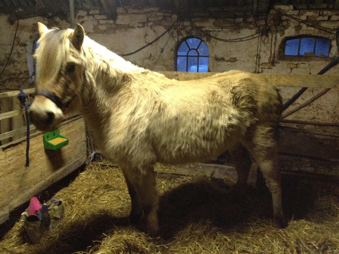 Anden særlig race Donna RIP billede 2