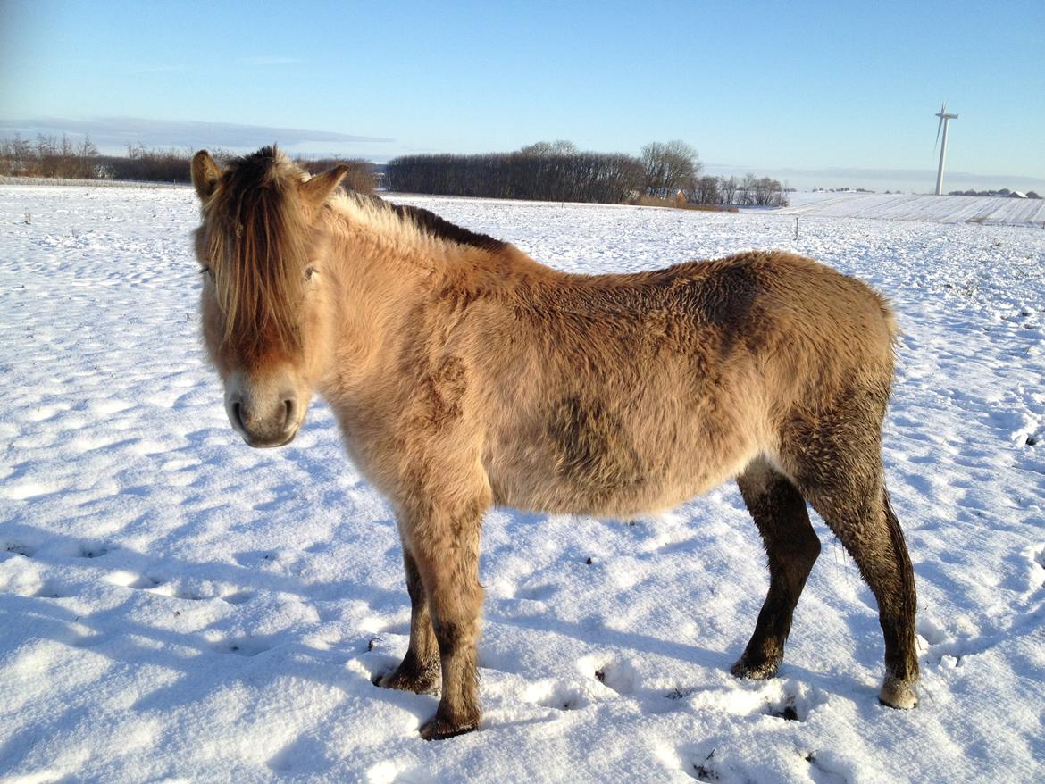 Anden særlig race Donna RIP billede 3