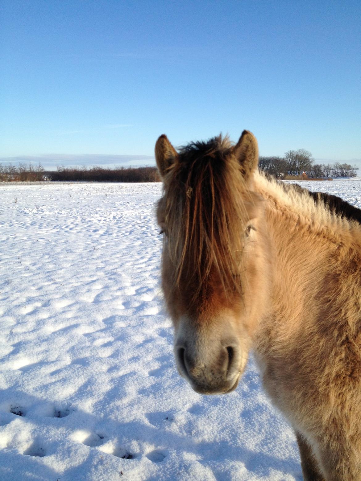 Anden særlig race Donna RIP billede 4