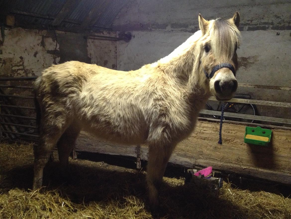 Anden særlig race Donna RIP billede 6