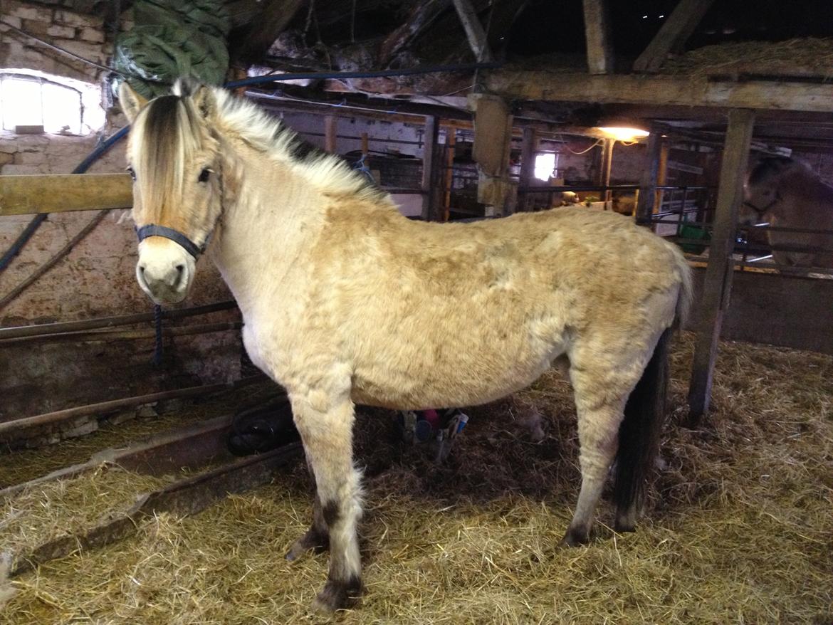 Anden særlig race Donna RIP billede 5