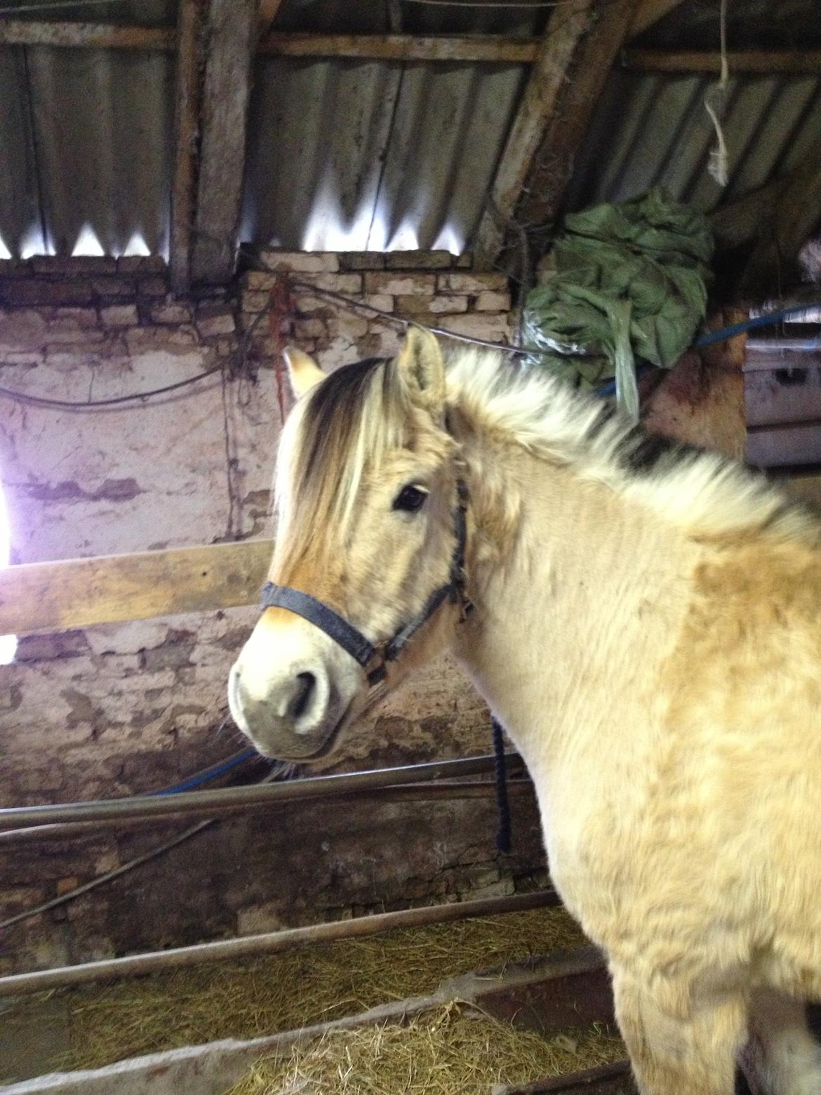 Anden særlig race Donna RIP billede 7