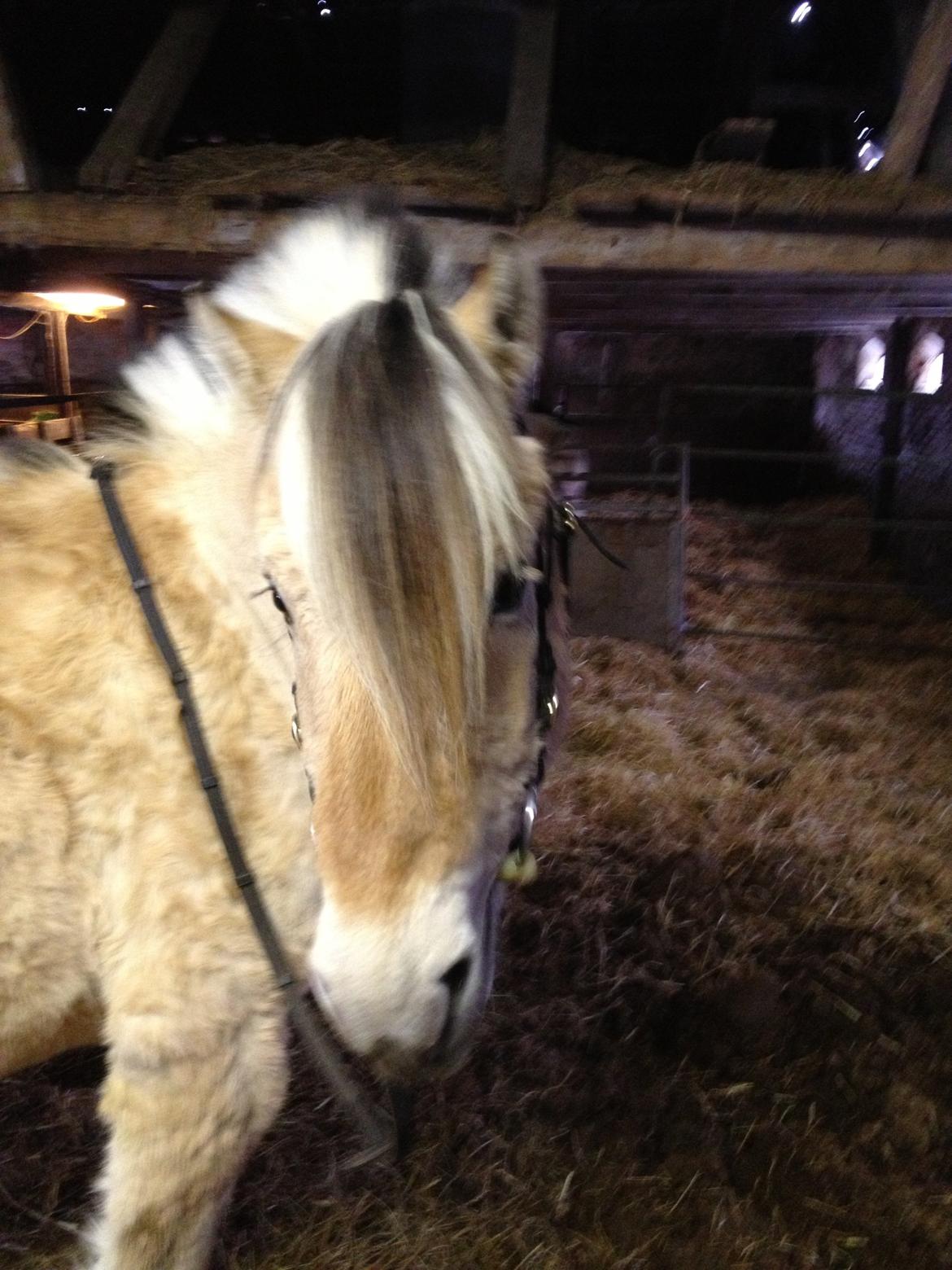 Anden særlig race Donna RIP billede 8