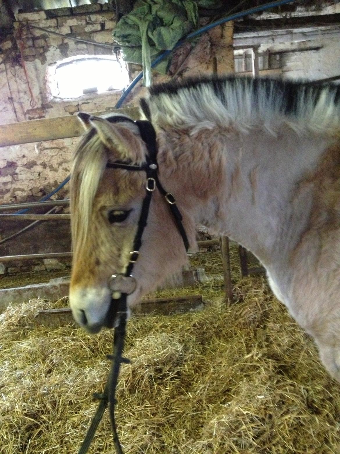 Anden særlig race Donna RIP billede 9