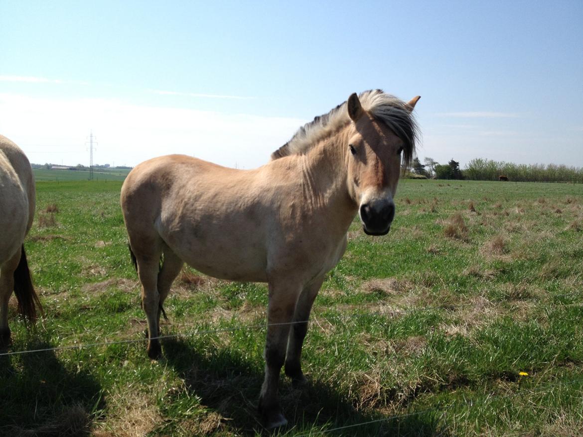 Anden særlig race Donna RIP billede 10