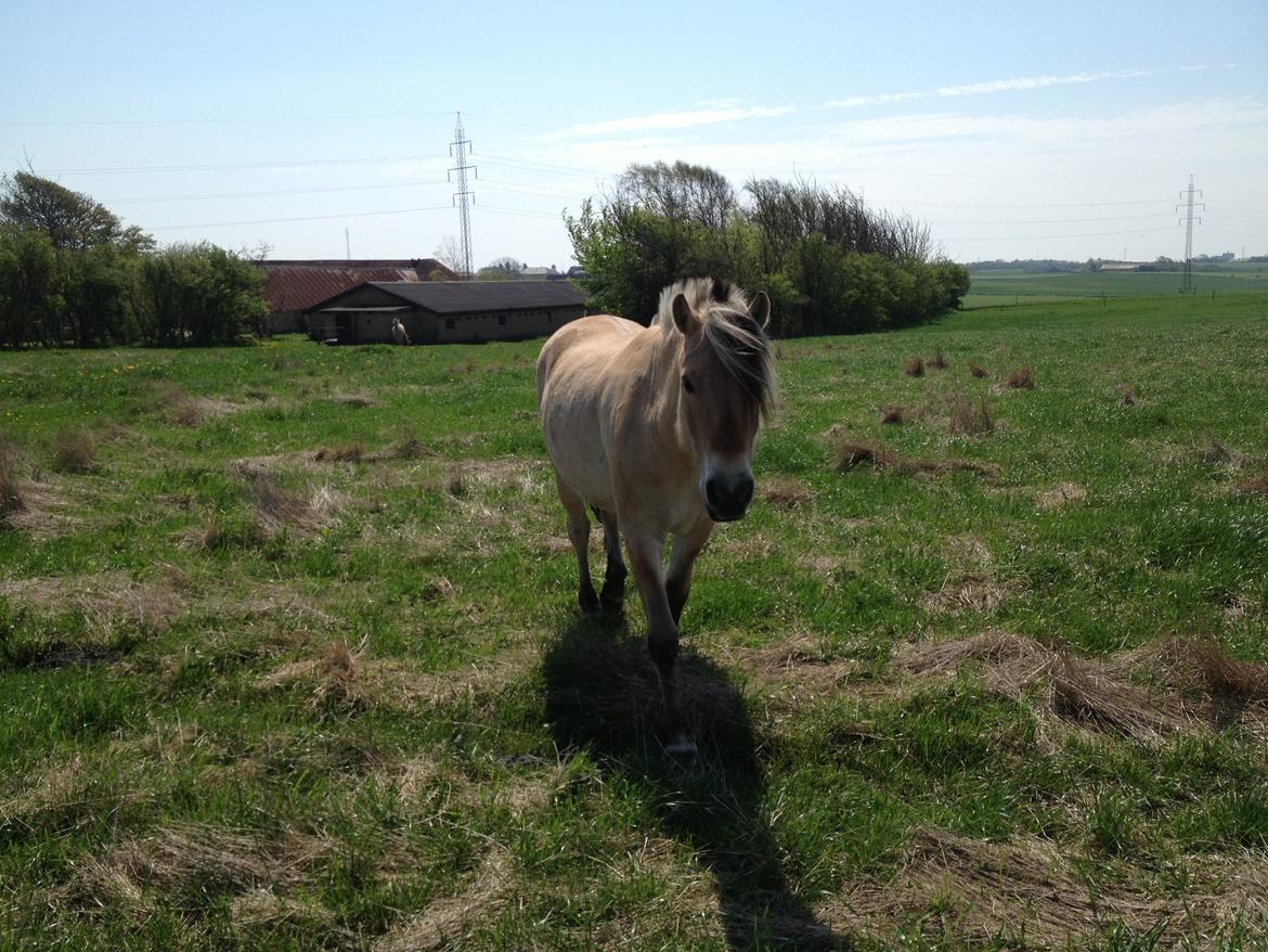 Anden særlig race Donna RIP billede 11
