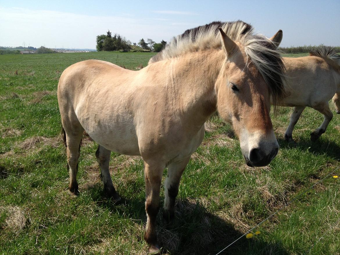 Anden særlig race Donna RIP billede 12