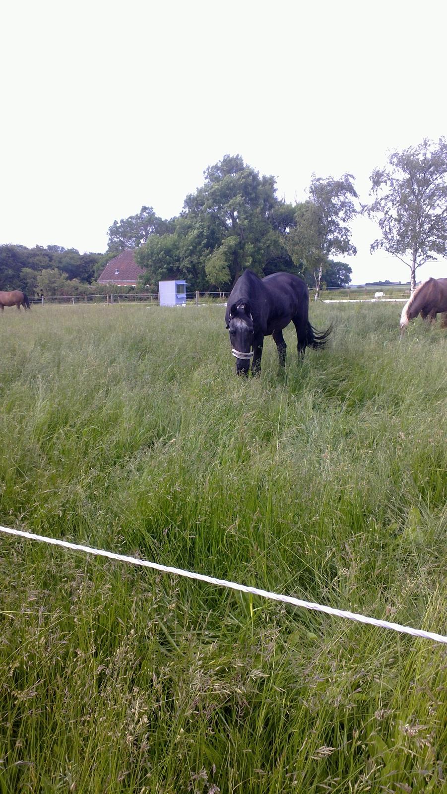 Frieser Thea - på fold billede 1