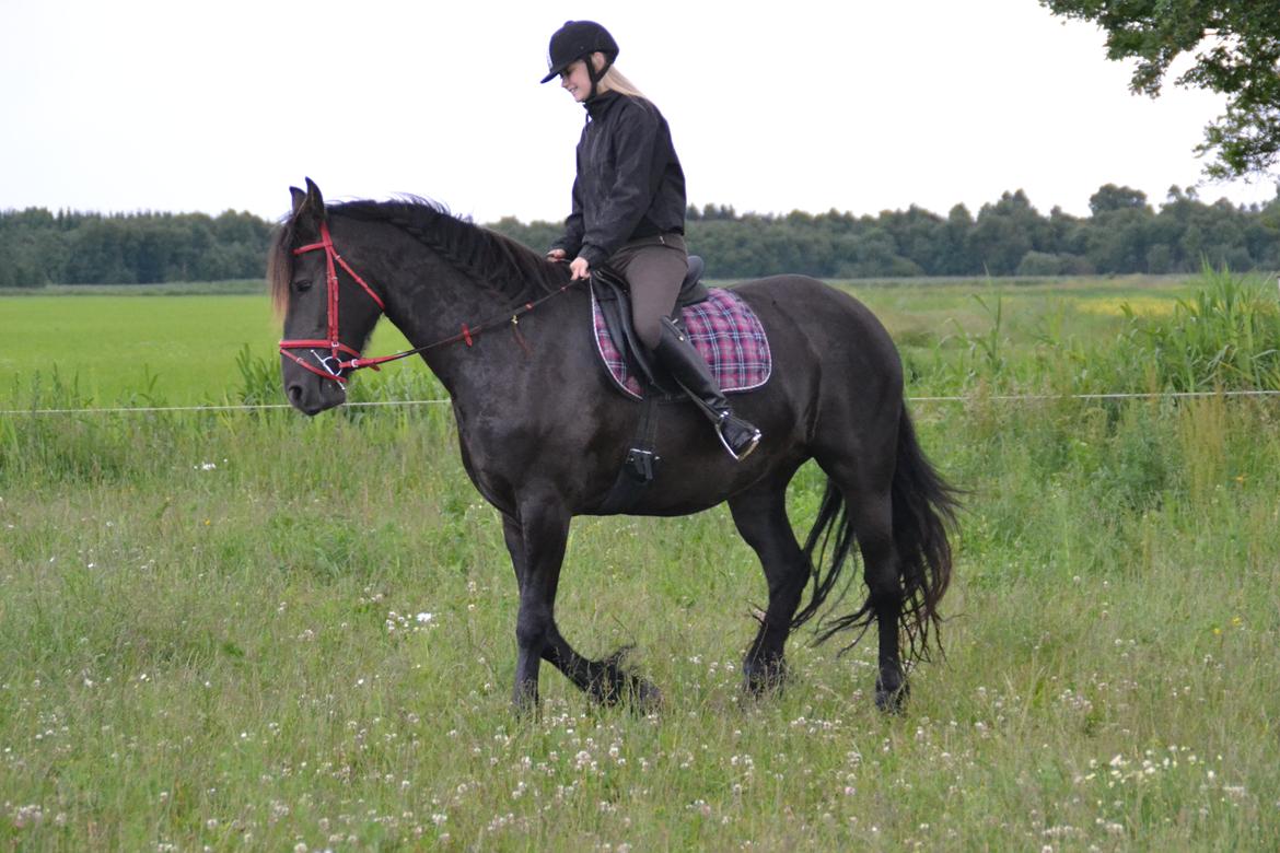 Frieser MELISSA billede 13