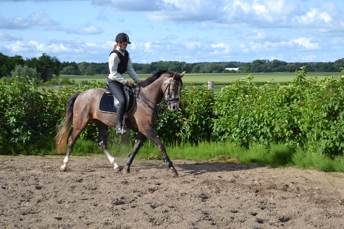 DSP Lundgårds Castillo billede 3