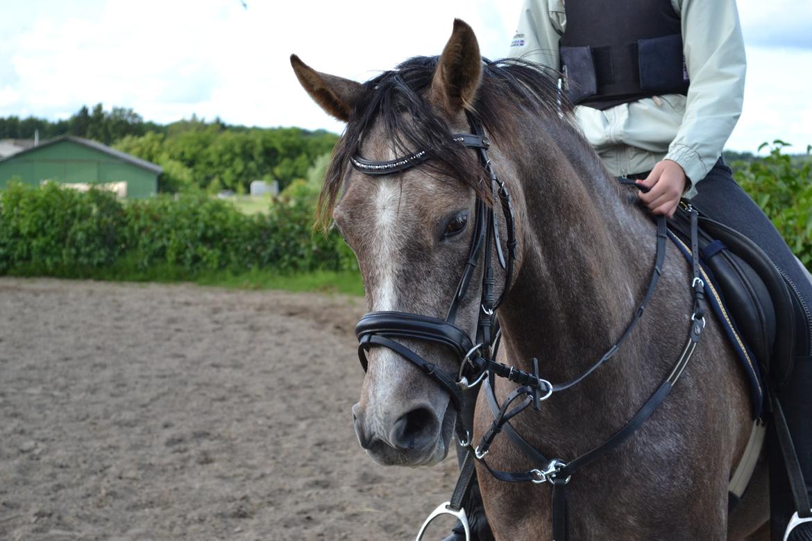 DSP Lundgårds Castillo - Velkommen til Castillos profil :-) billede 1