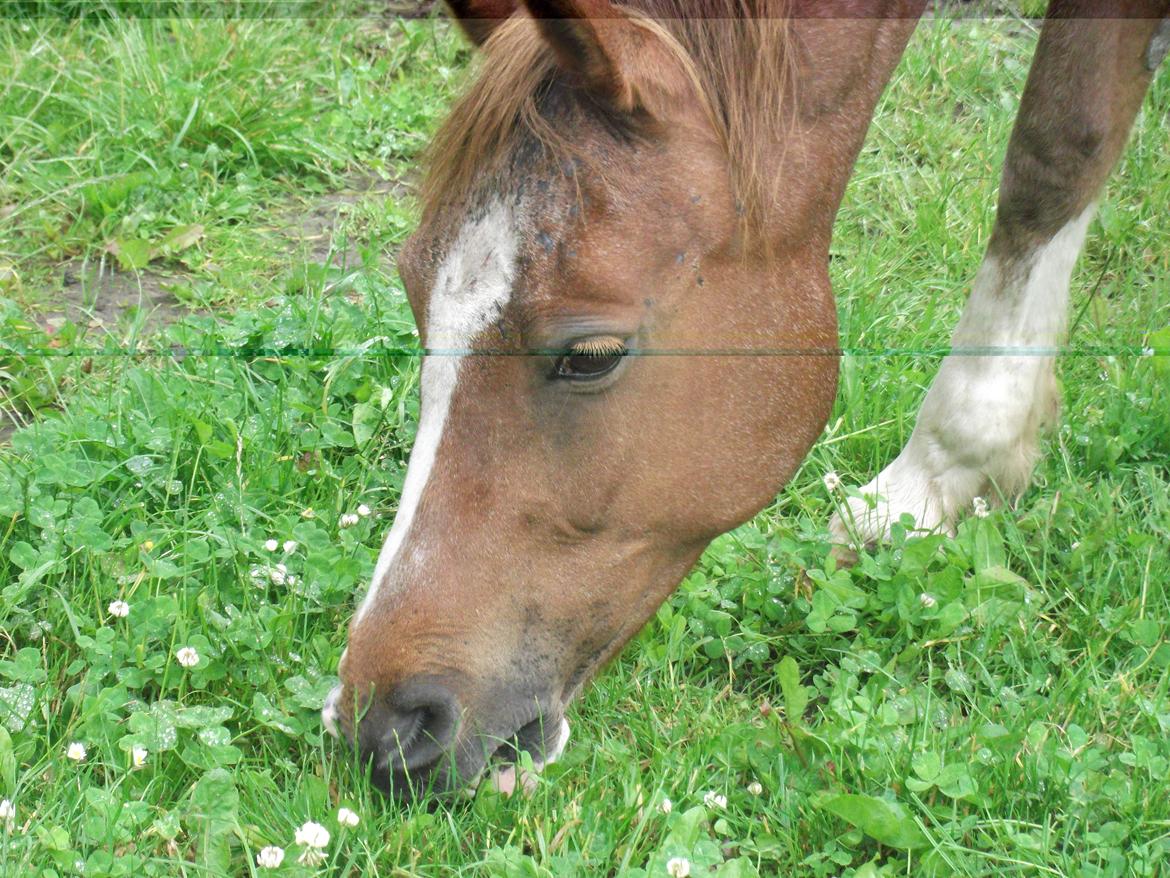 Welsh Partbred (Sec F) smukke Evita pigen. Solgt :( billede 16