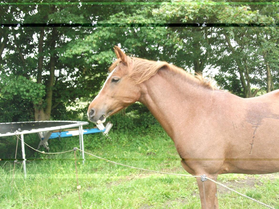 Welsh Partbred (Sec F) smukke Evita pigen. Solgt :( billede 19