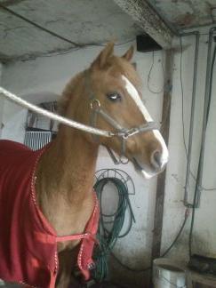 DSP Sunshine billede 7