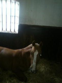 DSP Sunshine billede 8