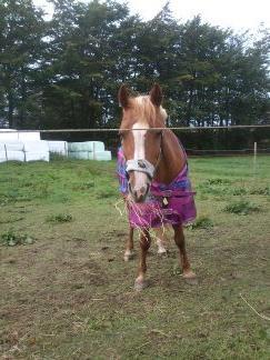 DSP Sunshine billede 10