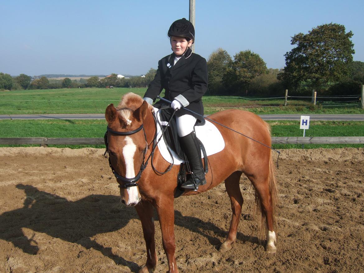 DSP Sunshine billede 11