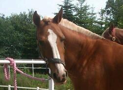 DSP Sunshine billede 13