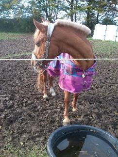 DSP Sunshine billede 12