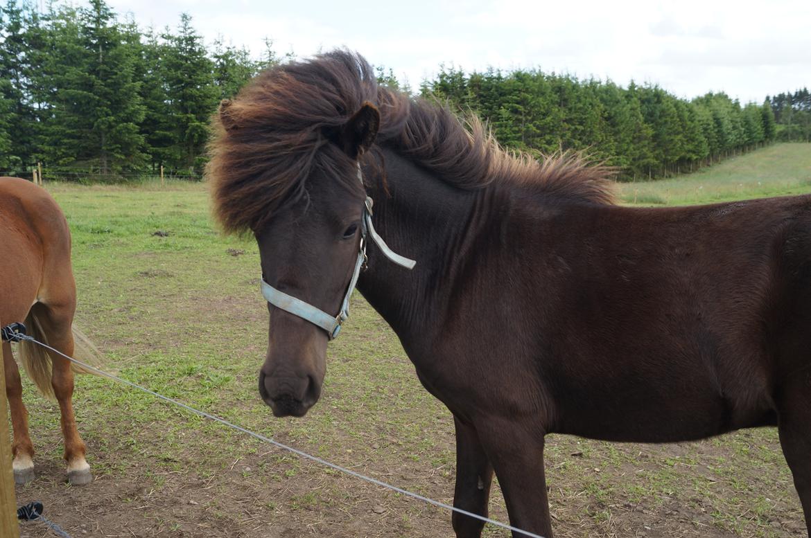 Islænder Tristan fra Anegaarden - Ny grime til smuksaken<3 billede 7