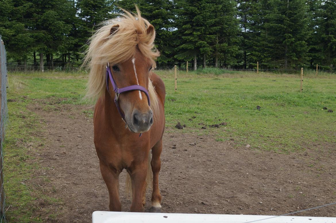 Islænder Nuser  - Sommer 2013 billede 1