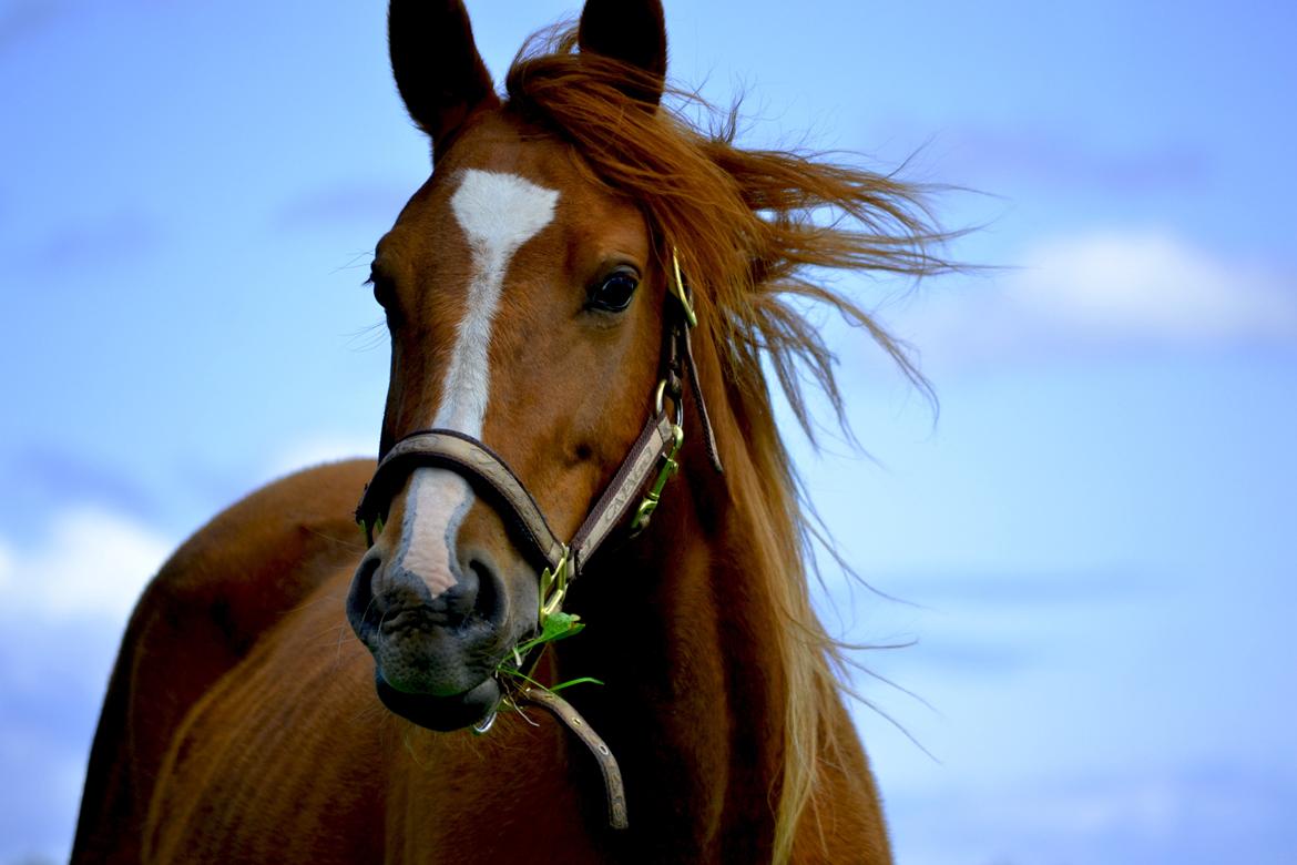Anden særlig race Halo billede 2