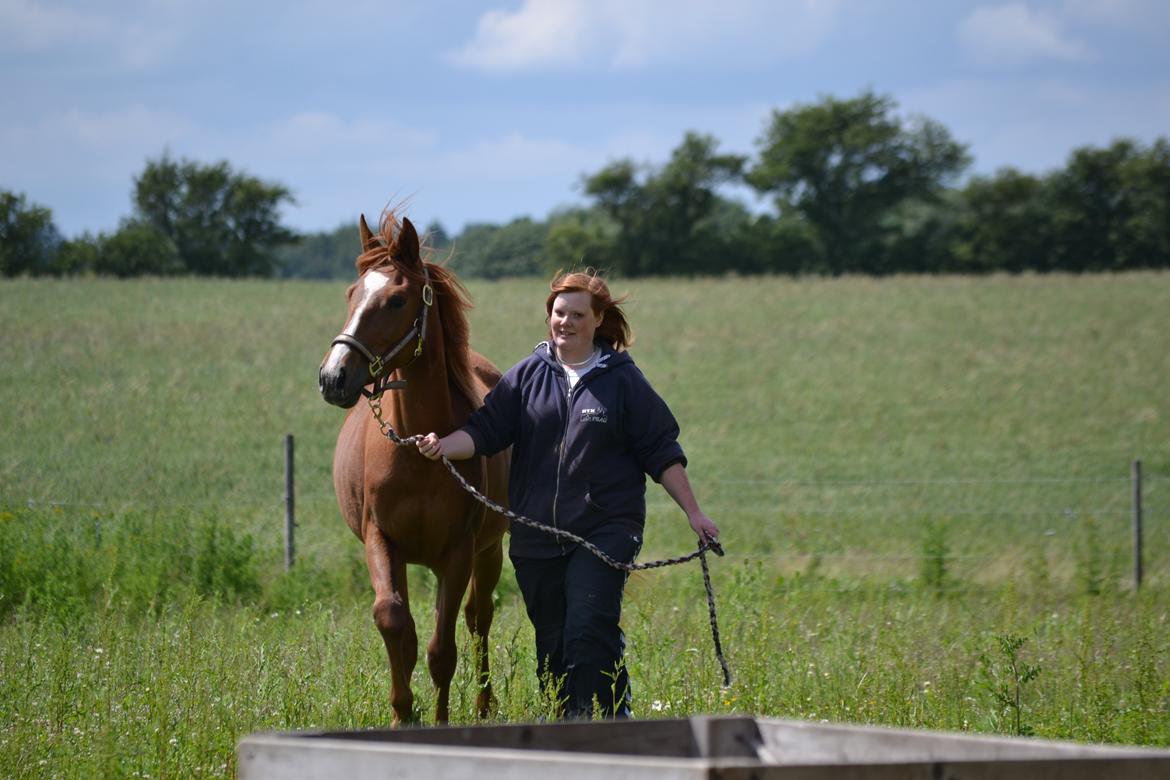 Anden særlig race Halo billede 12