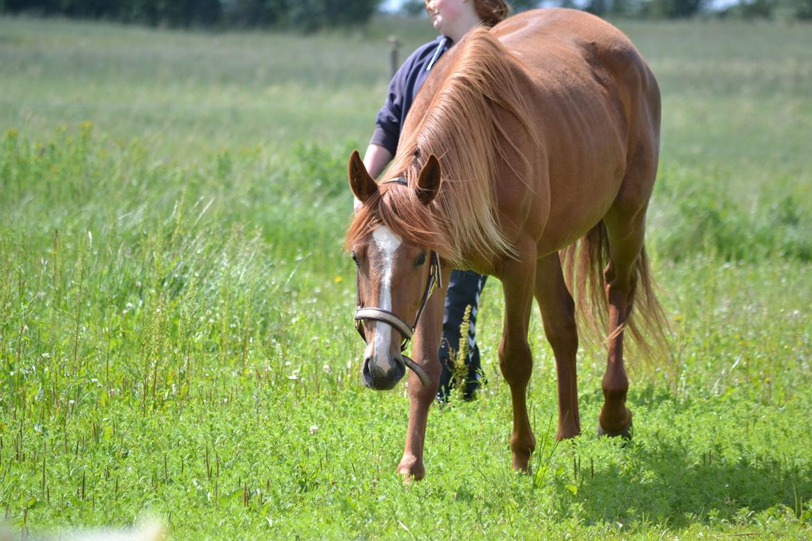 Anden særlig race Halo billede 13