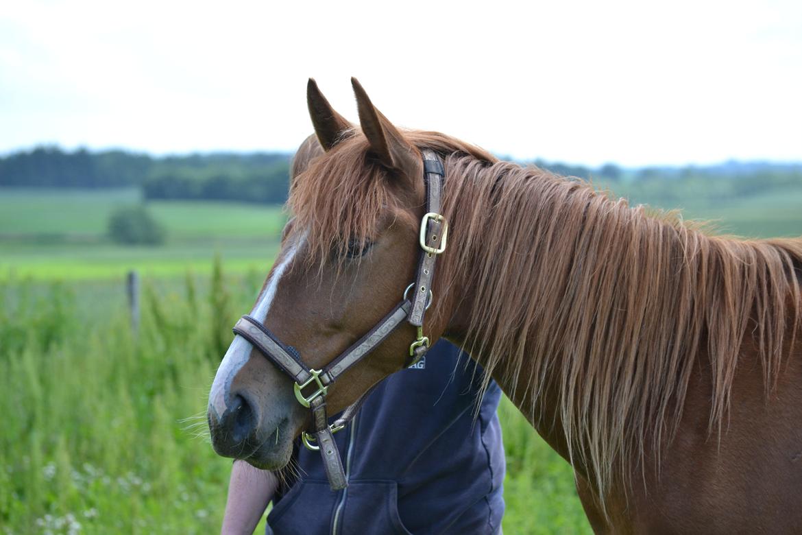 Anden særlig race Halo billede 14