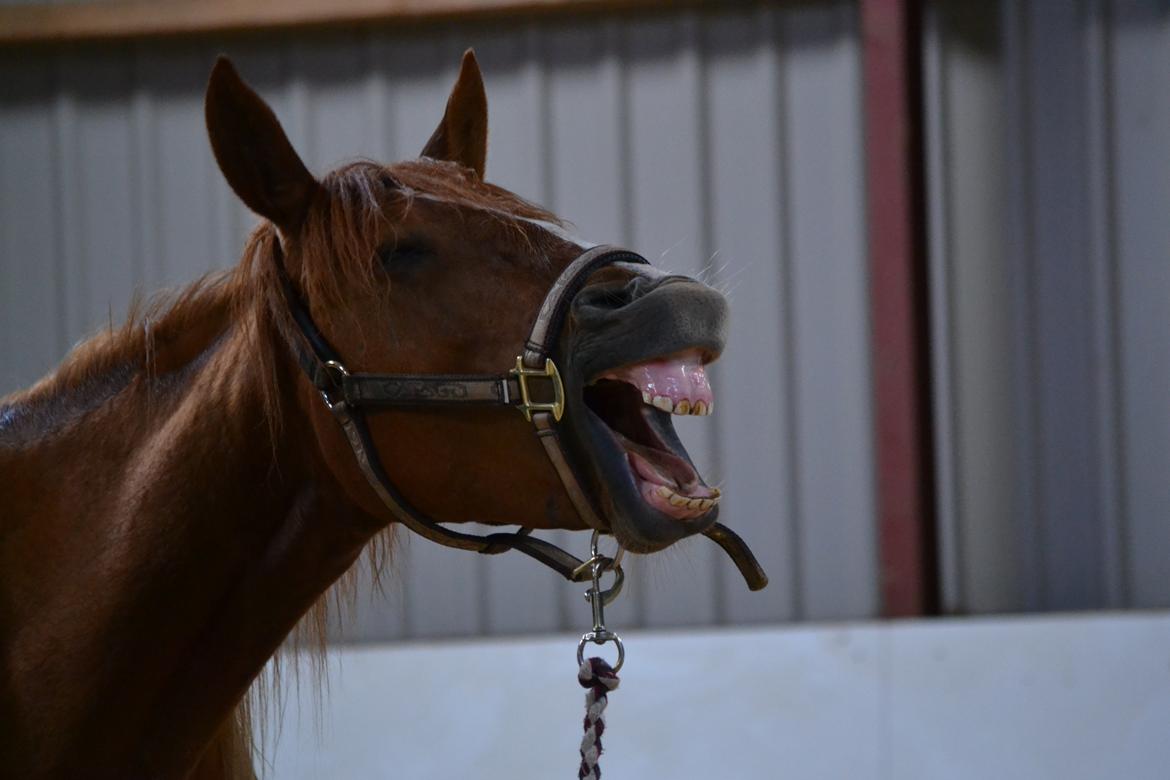 Anden særlig race Halo billede 16