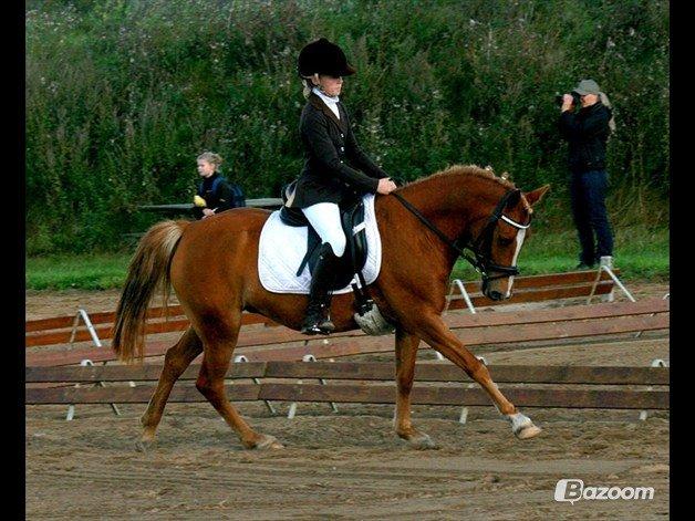 New Forest Maybe Baby Aflivet - 2. stævne  billede 10