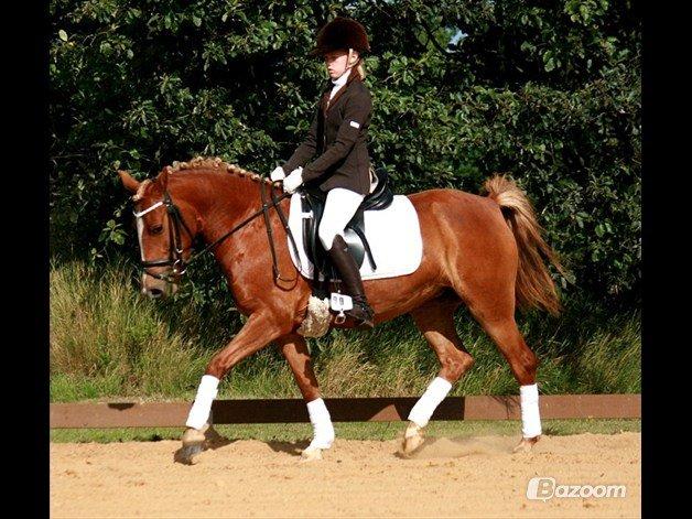 New Forest Maybe Baby Aflivet - Første stævne :) billede 2